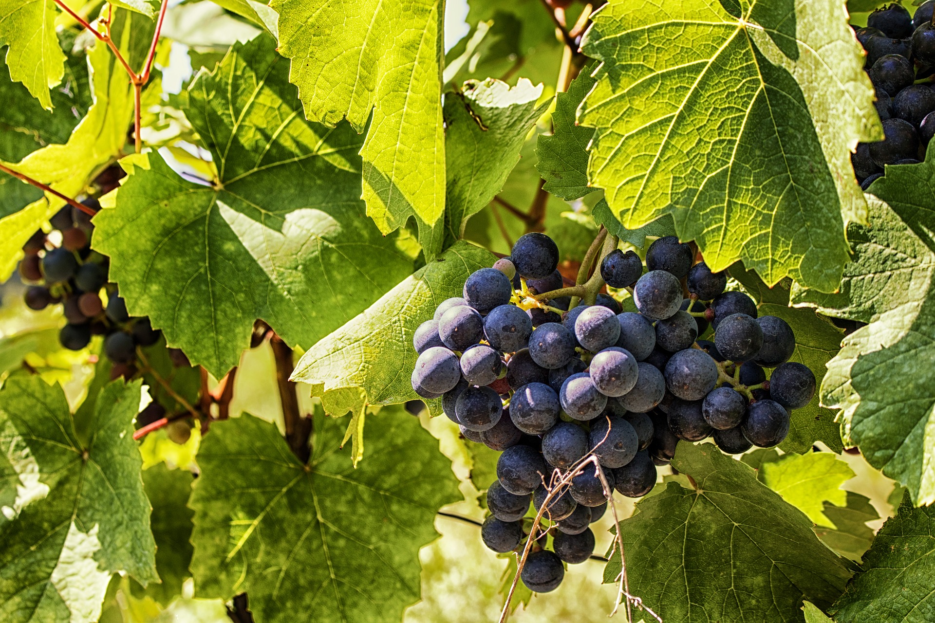 RED GRAPE JUICE CONCENTRATE - EUROPE