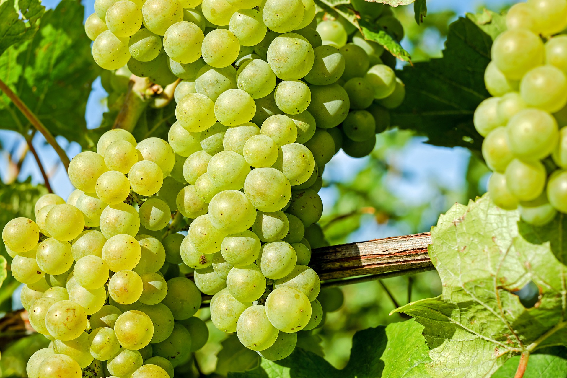 WHITE GRAPE JUICE CONCENTRATE - EUROPE