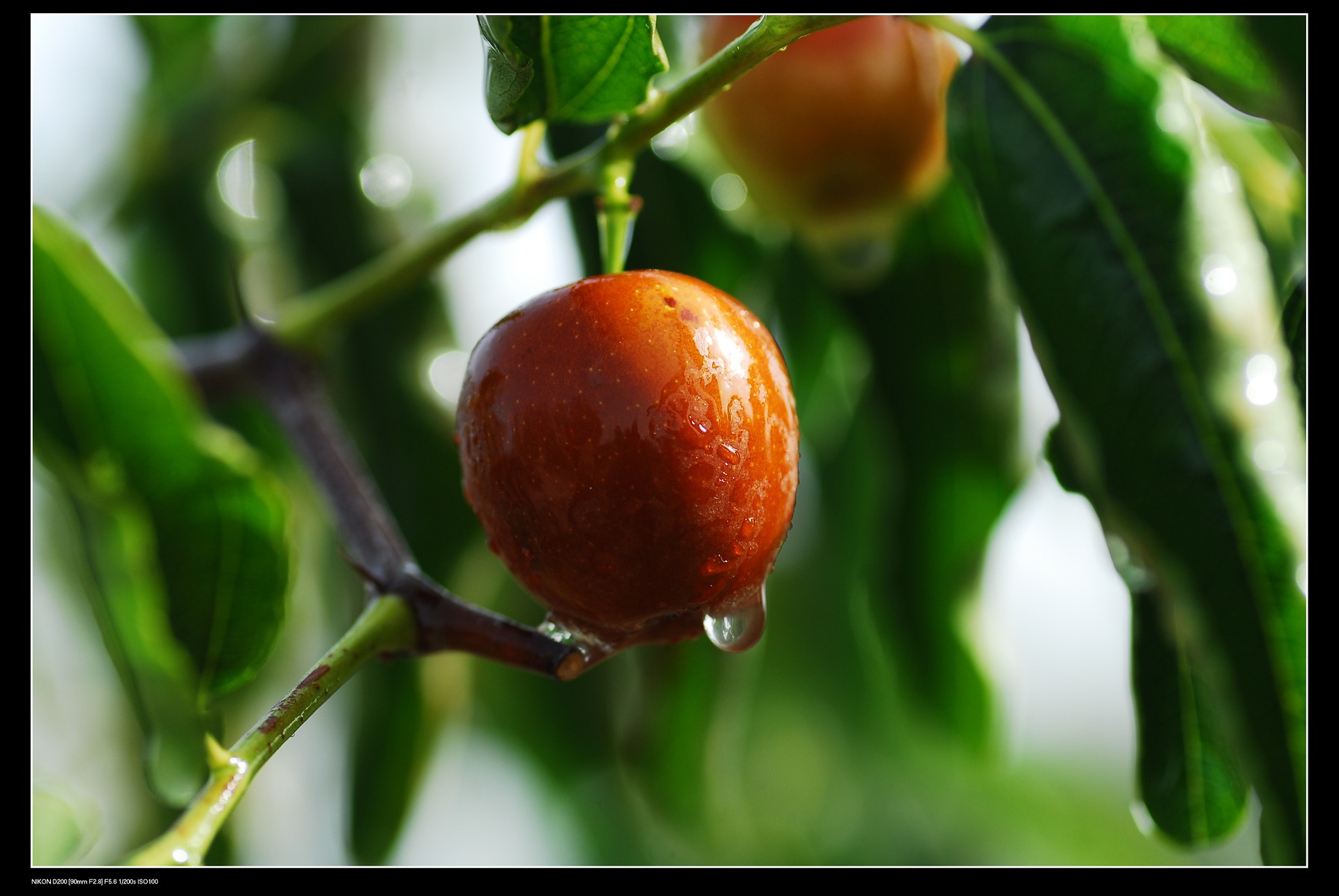 PRUNE CONCENTRATE
