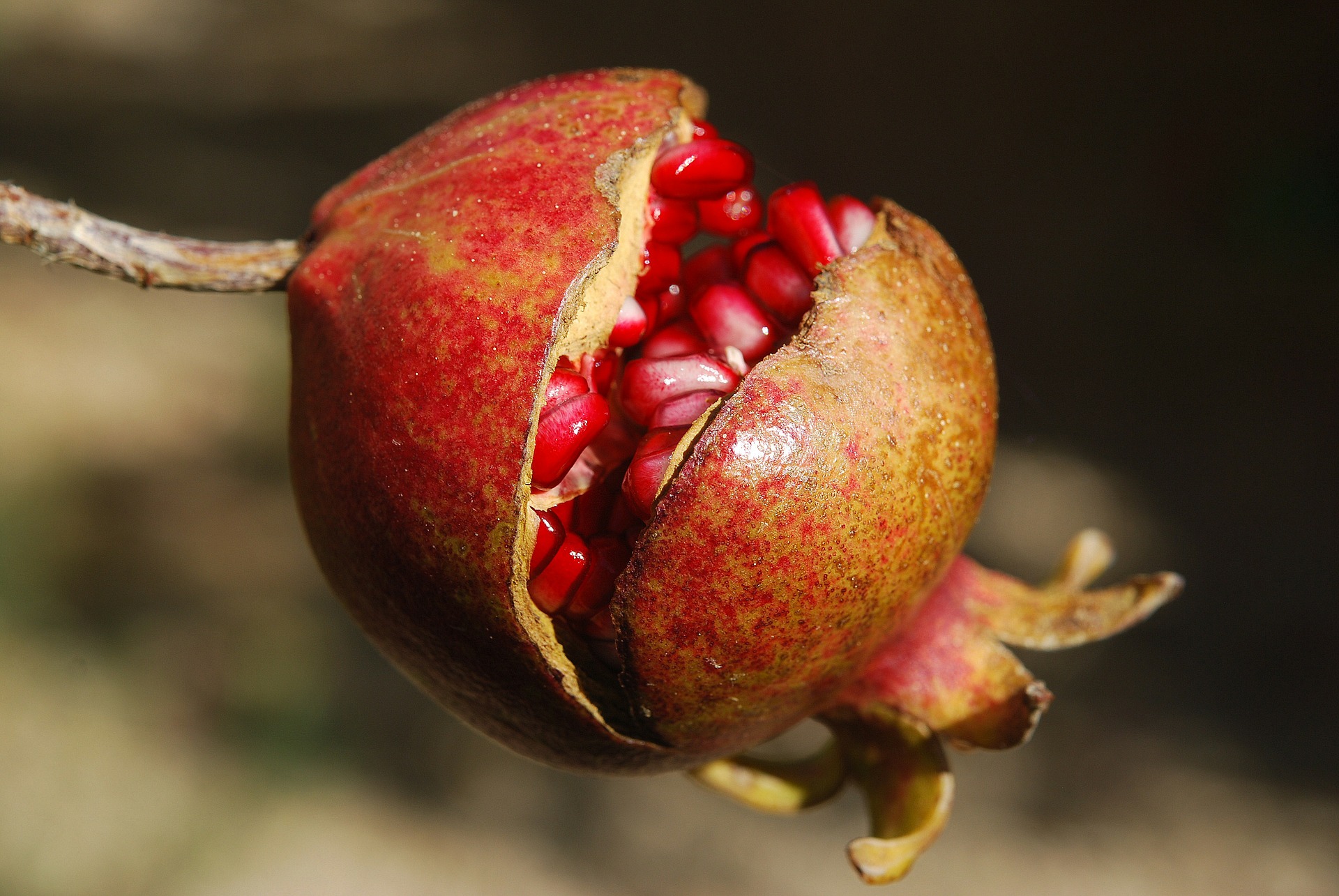 POMEGRANATE CONCENTRATE