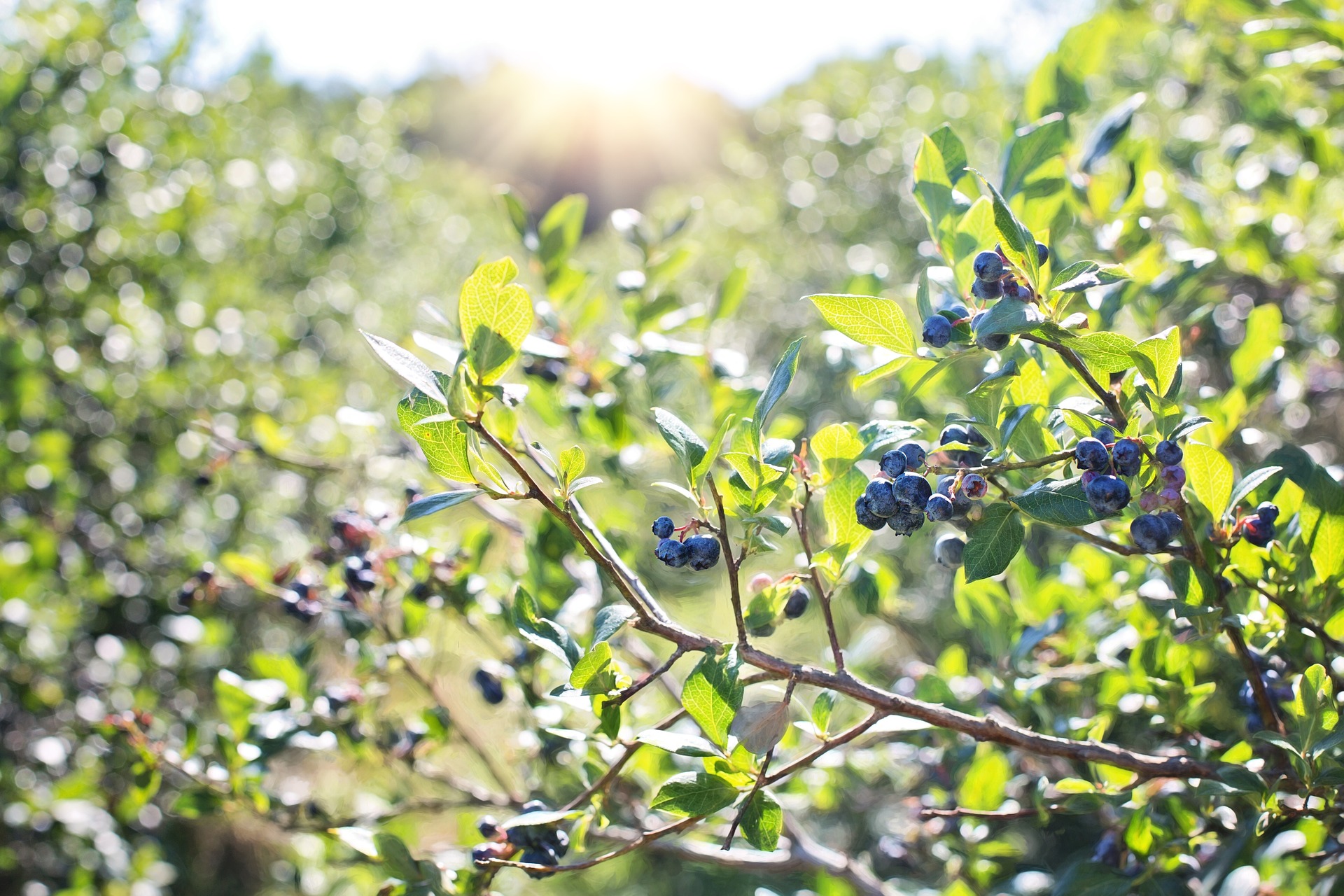 ELDERBERRY JUICE CONCENTRATE