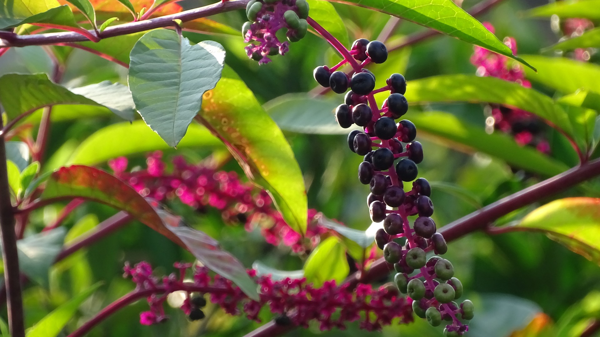 ARONIA JUICE CONCENTRATE