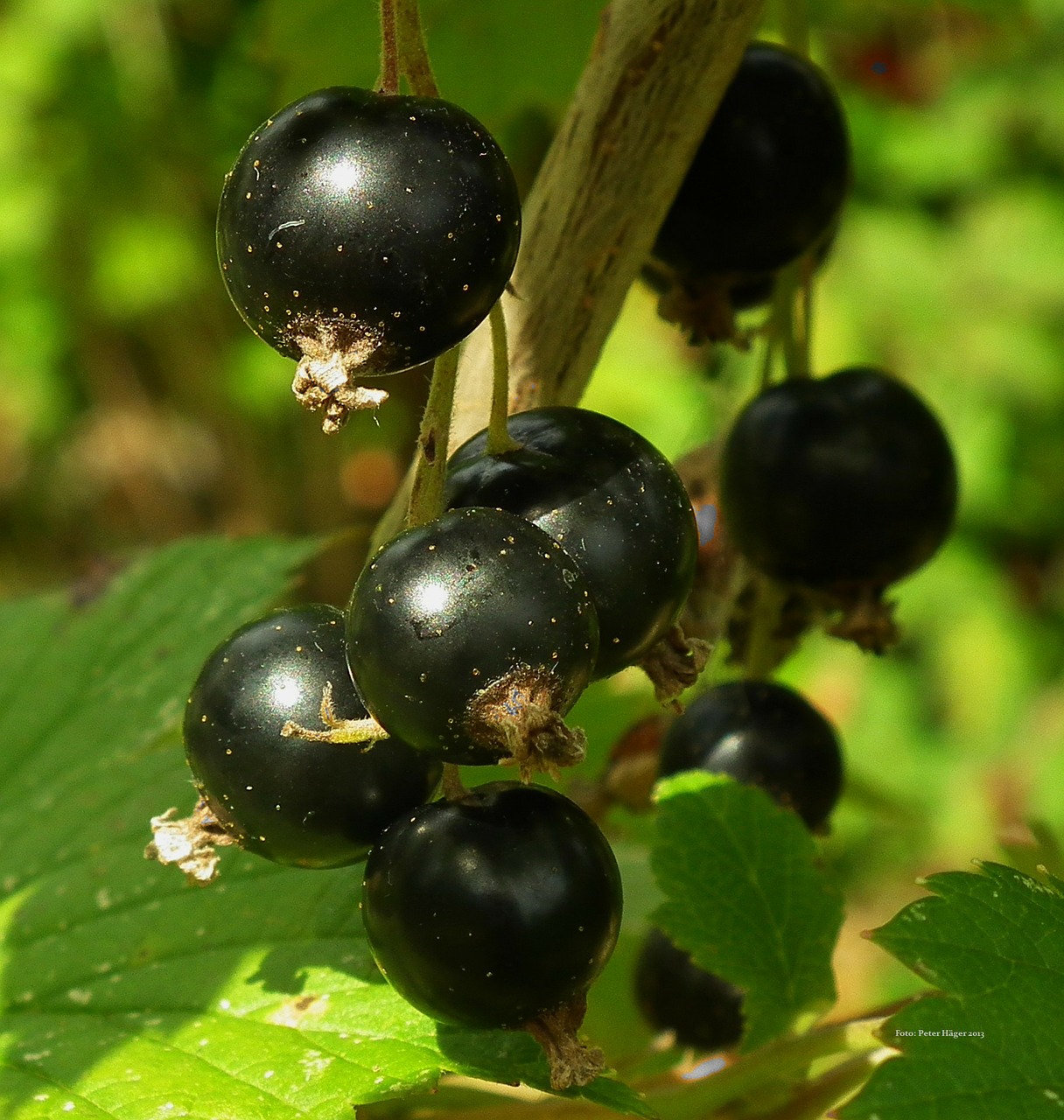 BLACKCURRANT JUICE CONCENTRATE