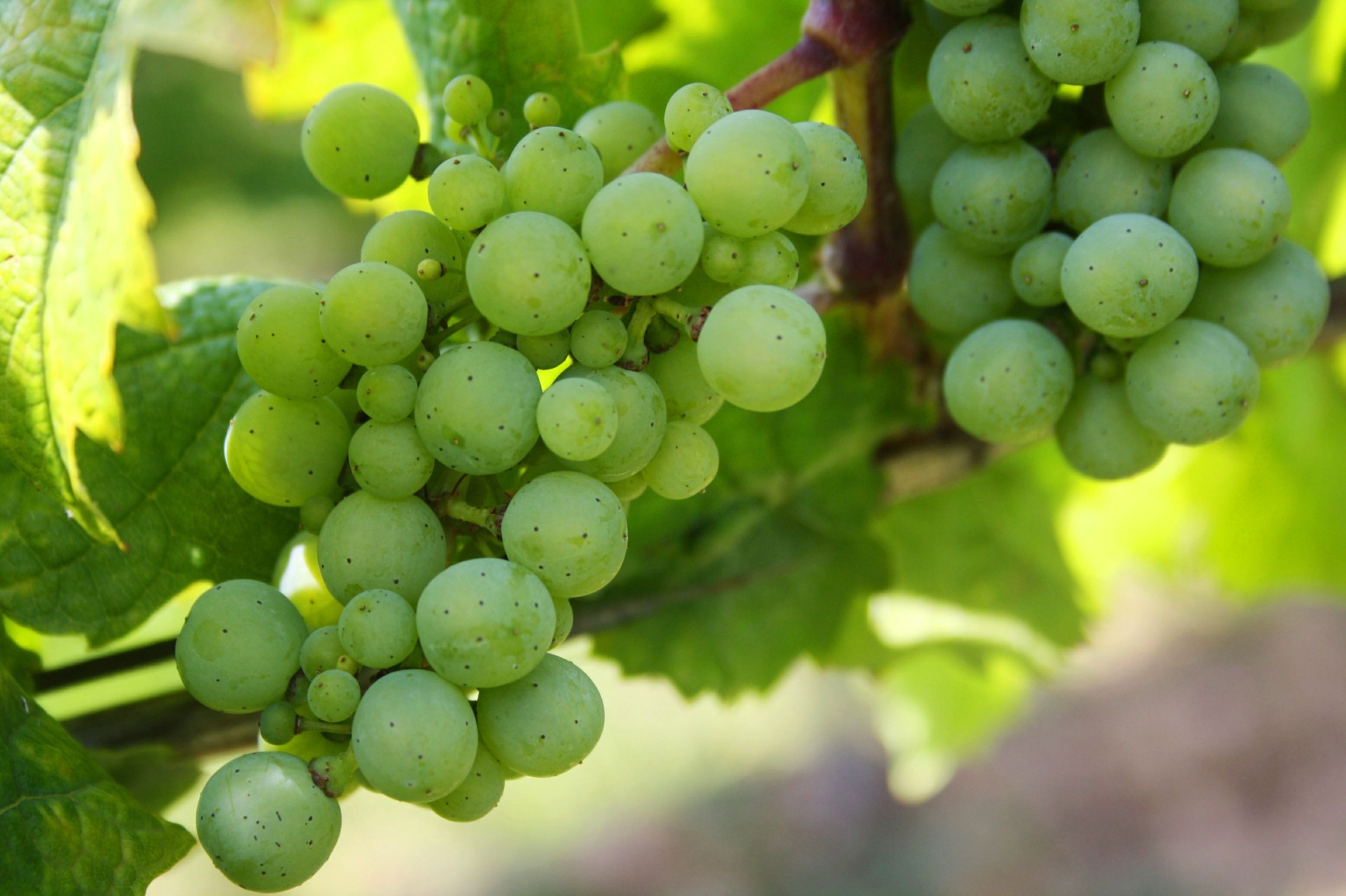 ORGANIC NIAGARA GRAPE JUICE CONCENTRATE