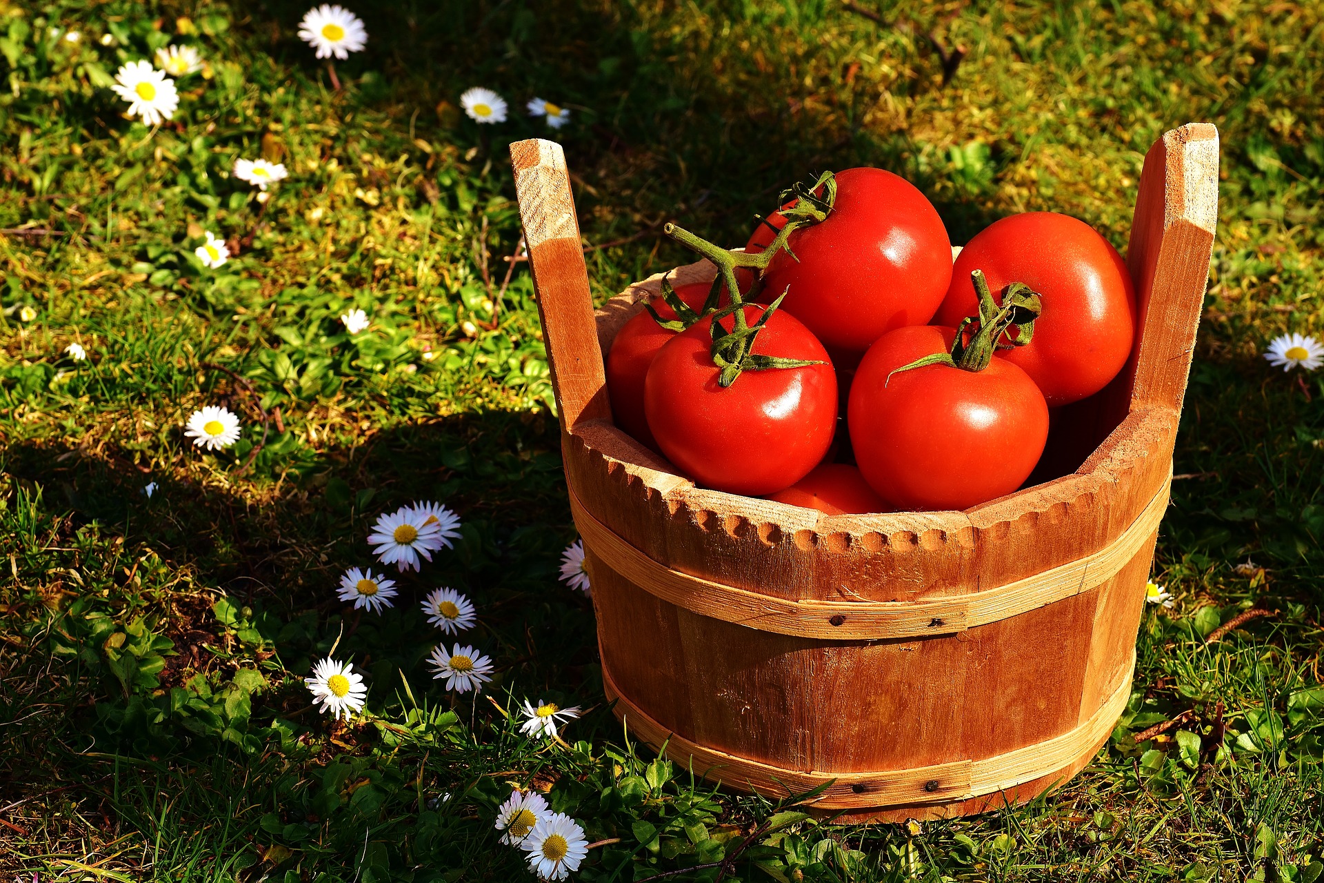 CLEAR TOMATO CONCENTRATE