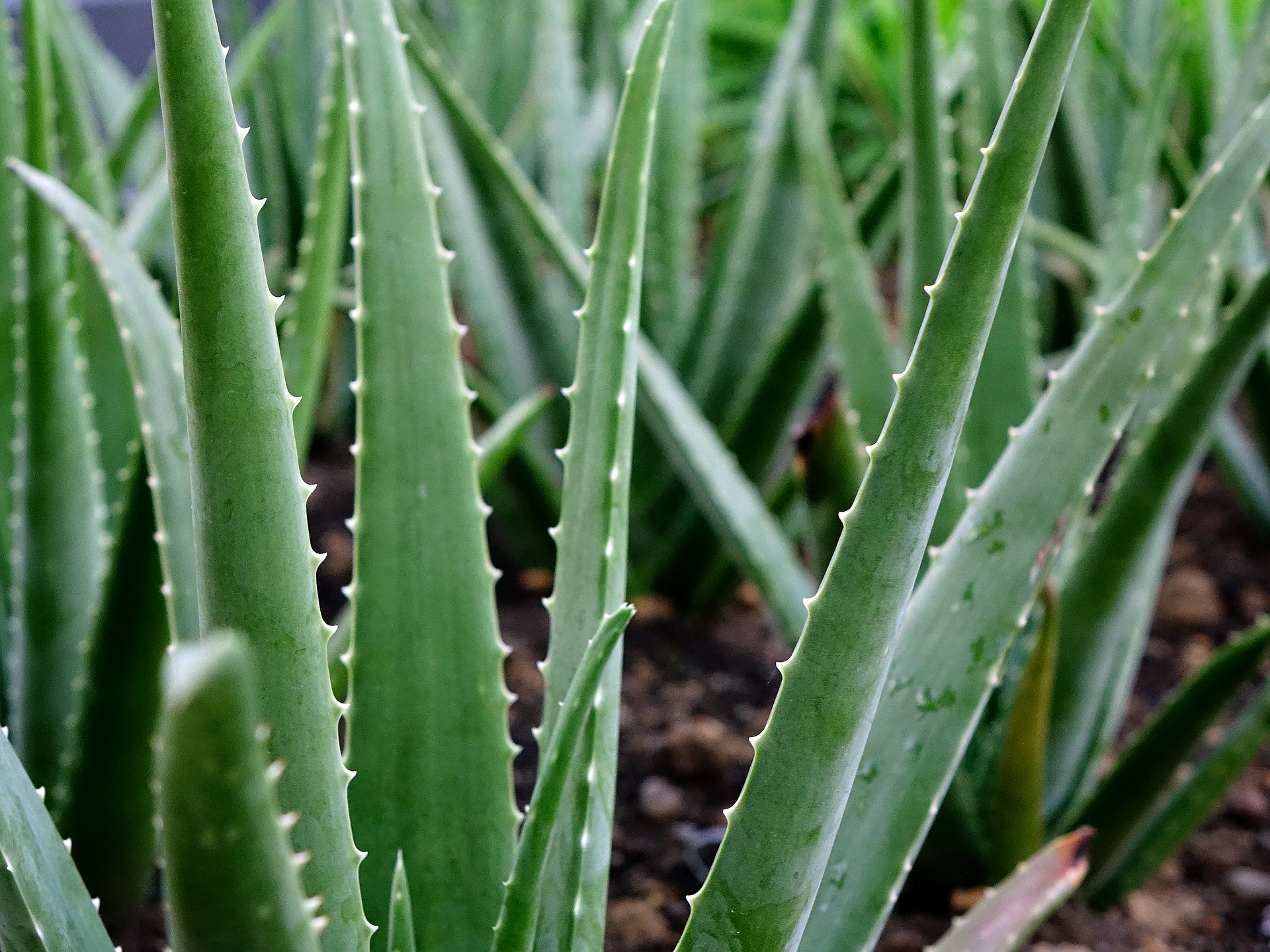 CANNED ALOE VERA DICE  