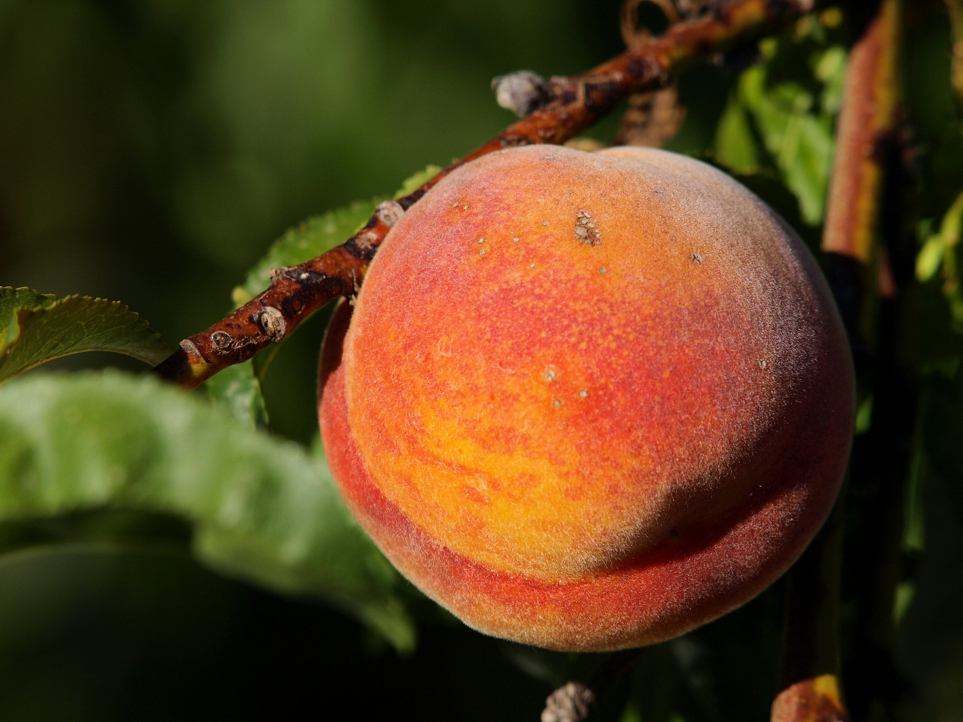 CANNED PEACH DICE