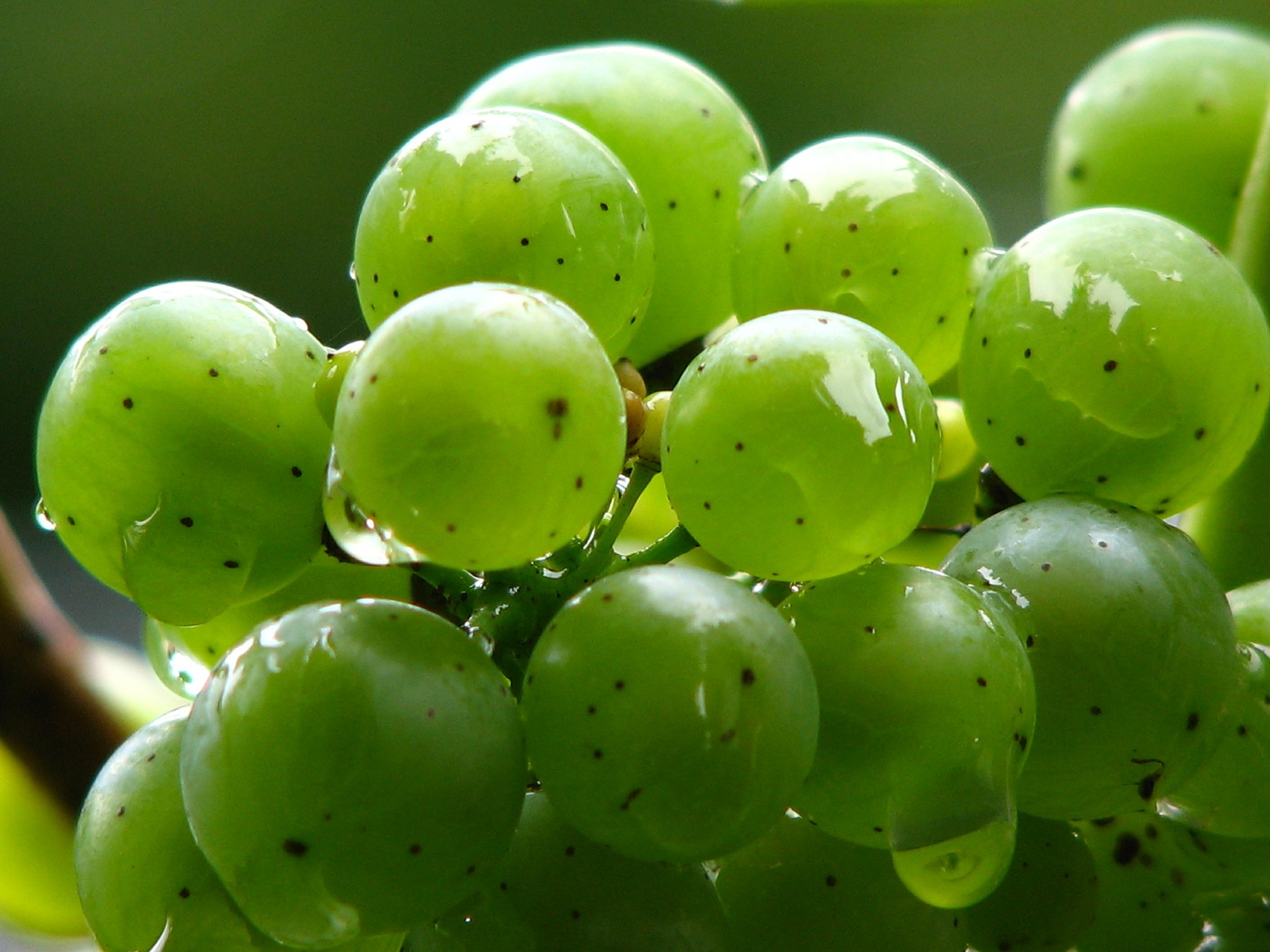 MUSCAT WHITE GRAPE JUICE CONCENTRATE