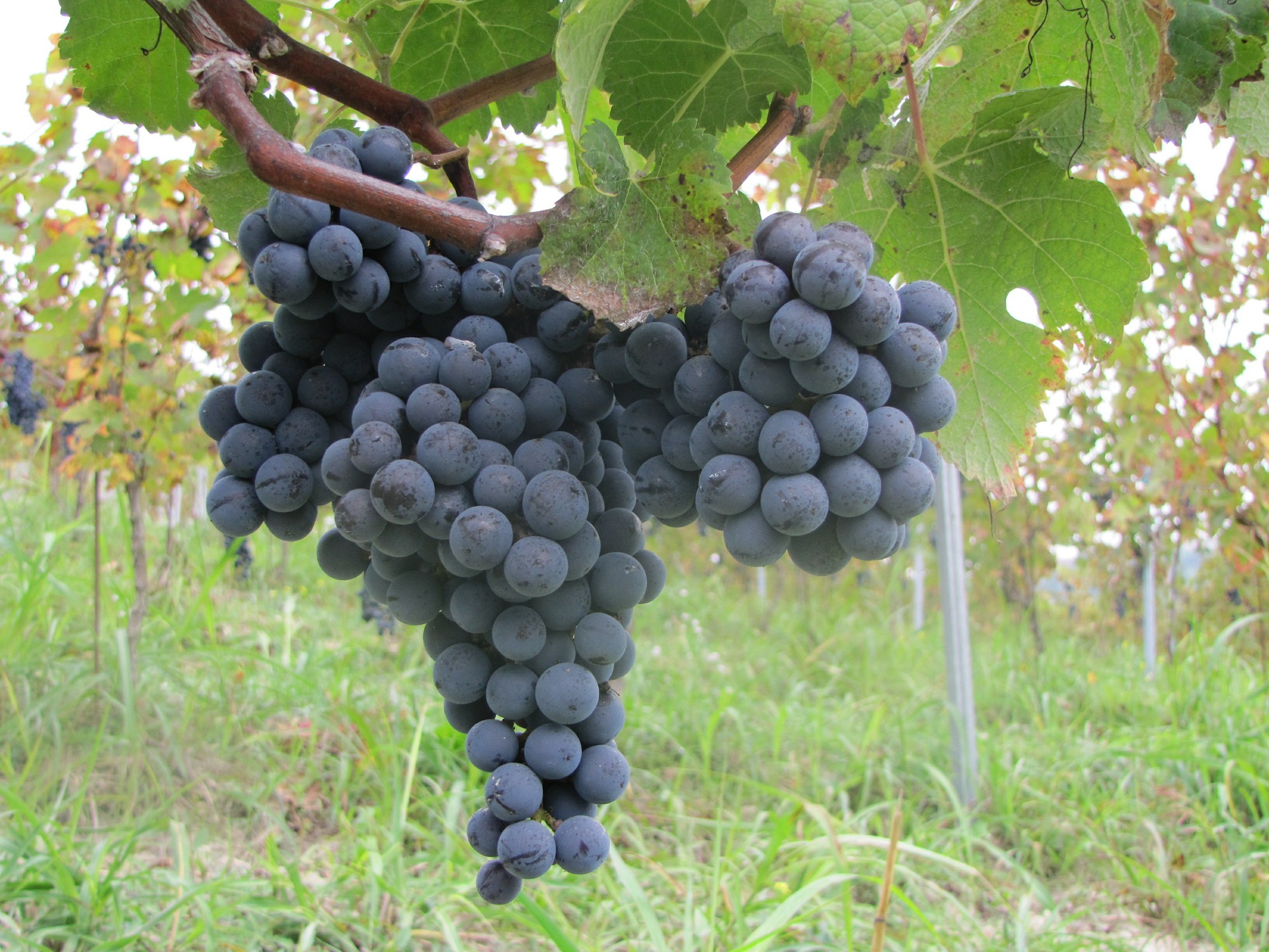 SYRAH RED GRAPE JUICE CONCENTRATE