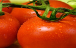 TOMATO PASTE