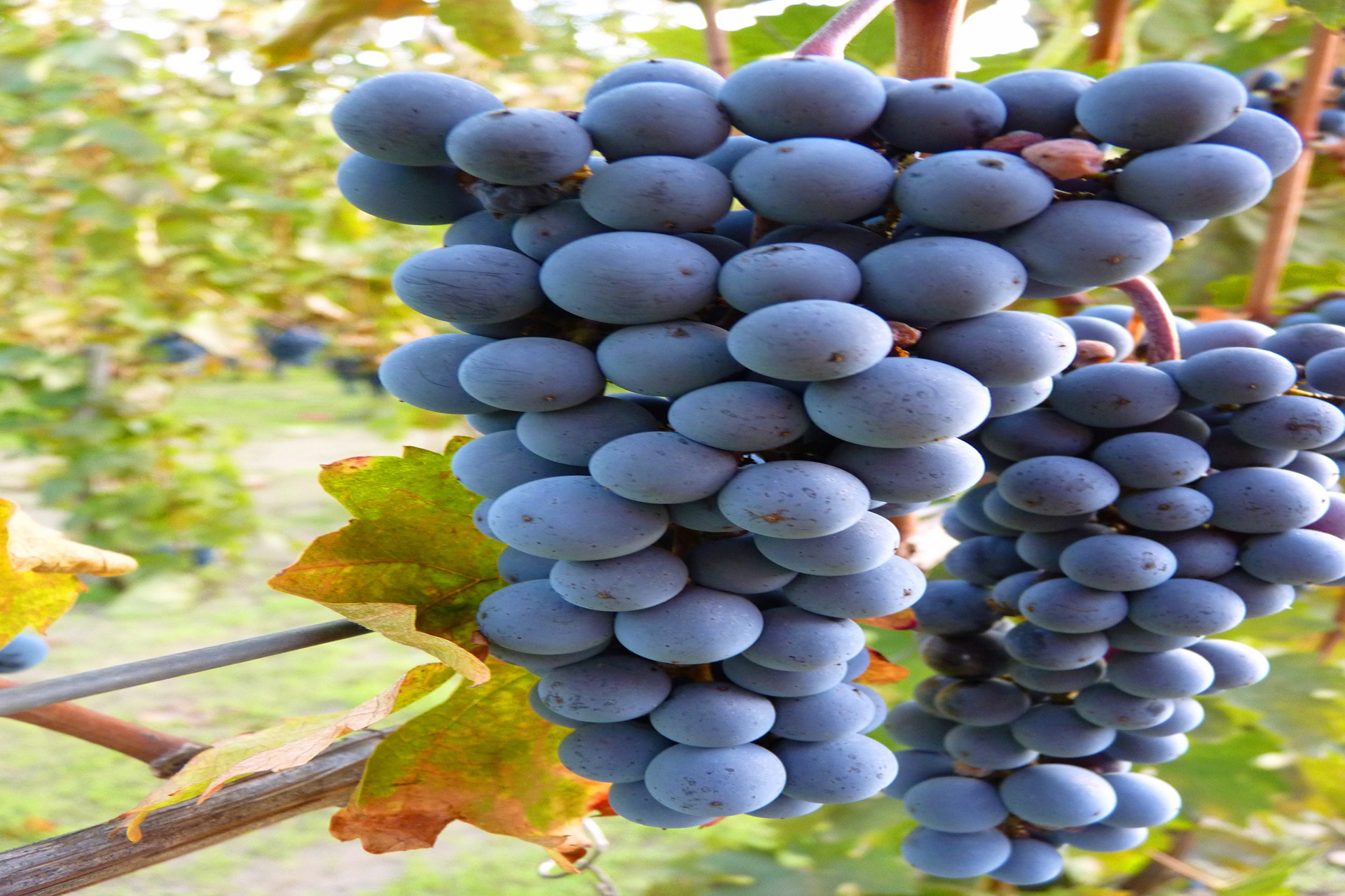MERLOT RED GRAPE JUICE CONCENTRATE