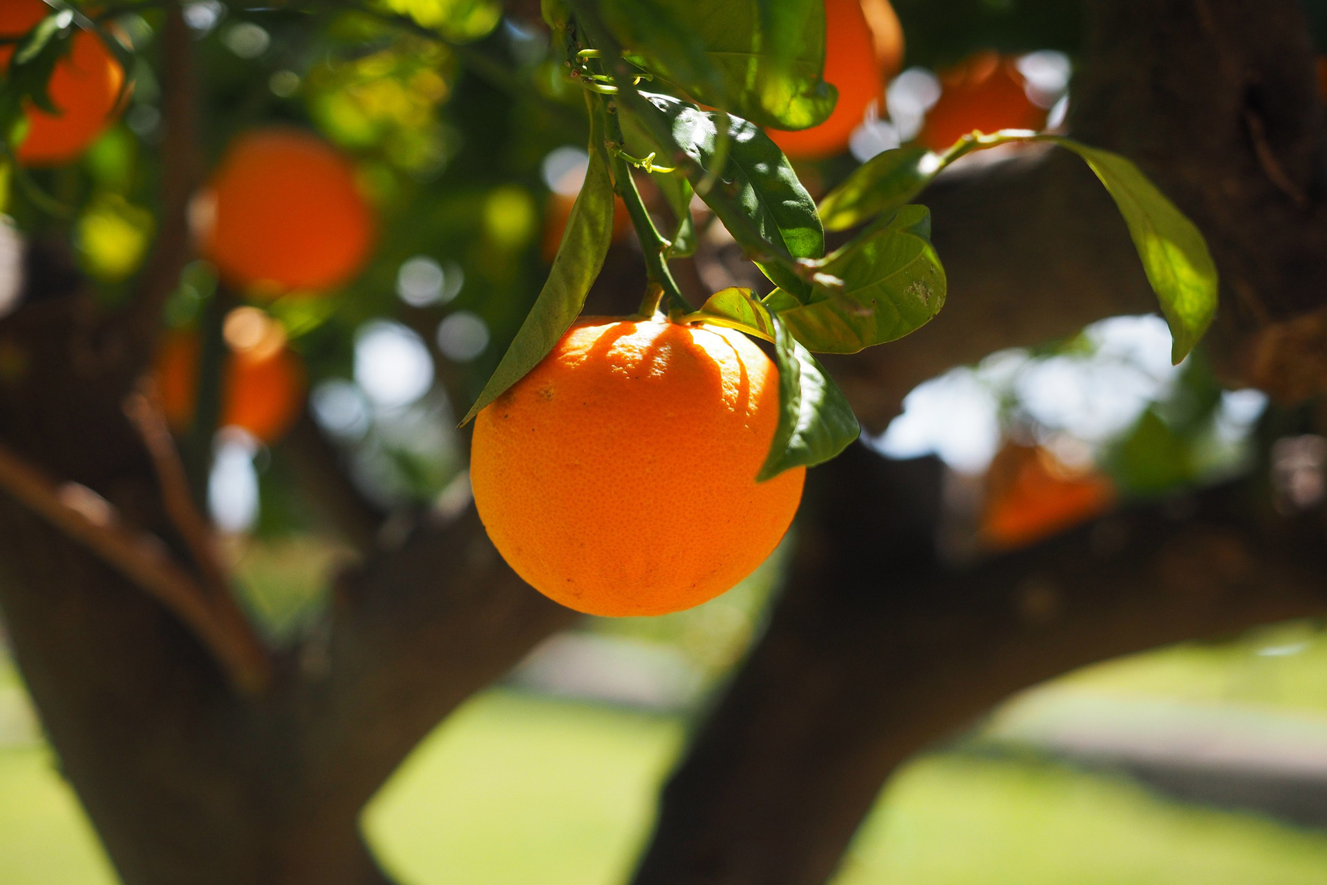 ORANGE PULP CELLS
