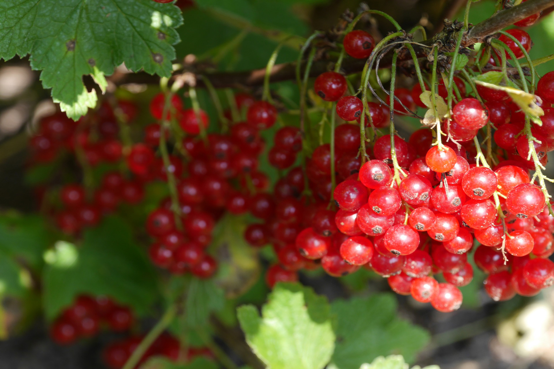 CRANBERRY JUICE CONCENTRATE